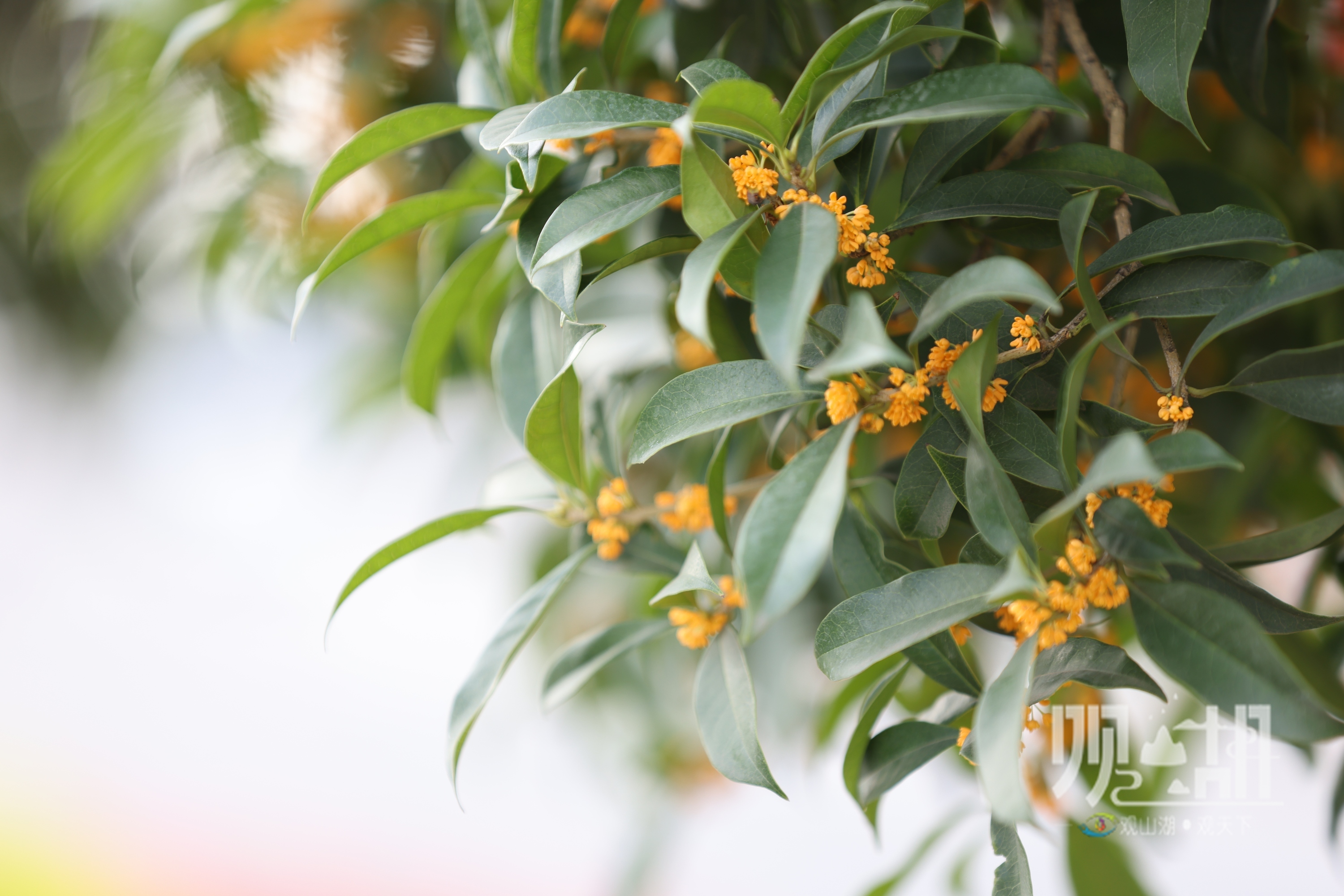 一簇簇米粒般的桂花,挂满枝头,点缀在绿叶之间