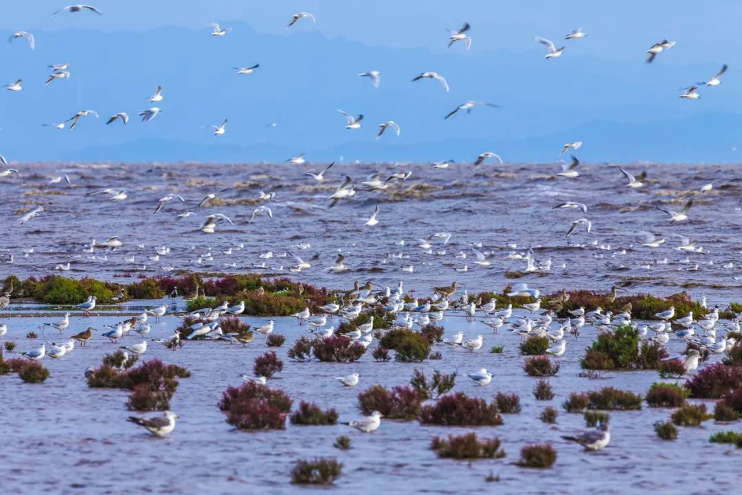 大批候鸟陆续飞抵辽宁营口