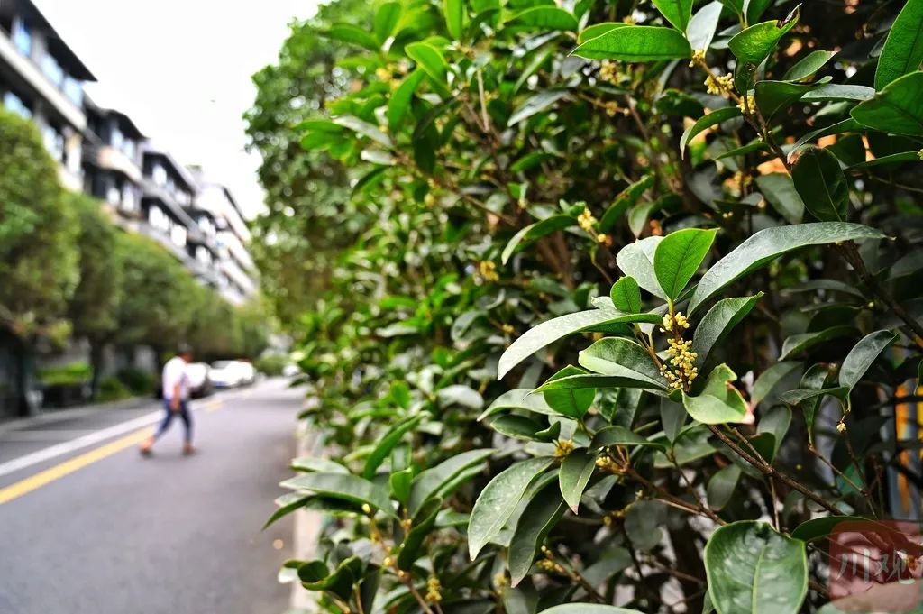 9月的成都名副其实的桂花巷