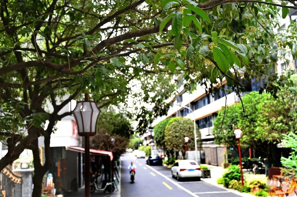 9月的成都名副其实的桂花巷