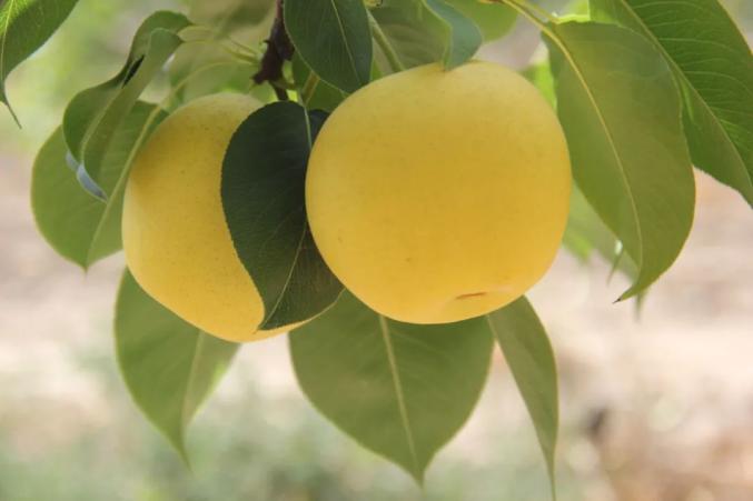 中国第一梨安家金昌大地喇叭泉林场千亩梨园玉露飘香