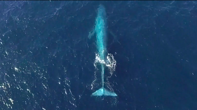 我们为什么要寻找那头最孤独的鲸