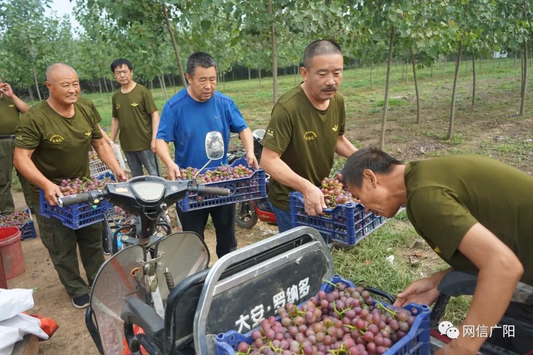 我为群众办实事广阳区北旺镇敲门敲出暖心事老兵助农显真情