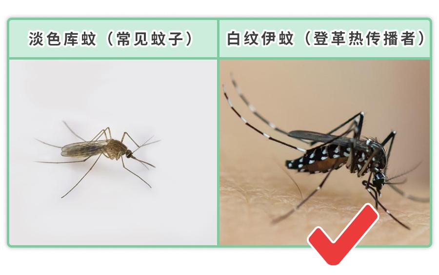 蚊子传染登革热秋季严防这种毒蚊