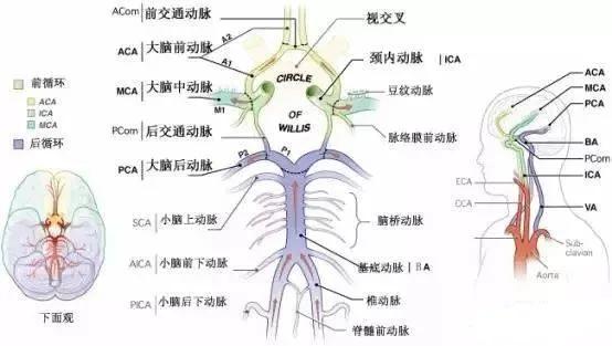 后循环,即椎基动脉系统供血区域,包括脑干,小脑,大脑半球后部及部分
