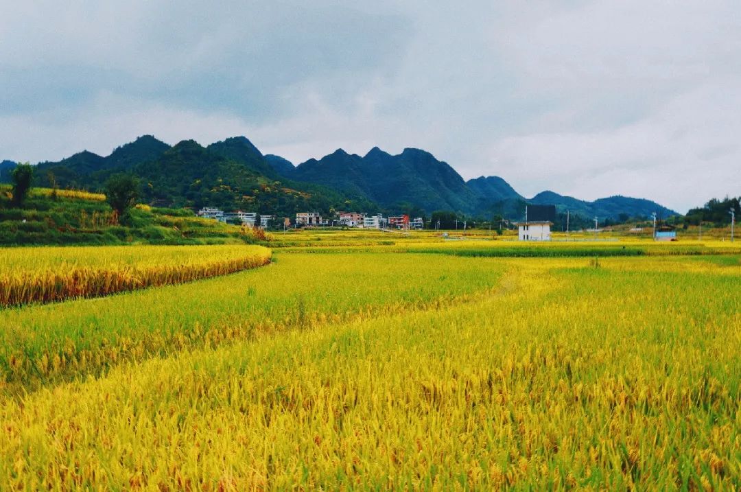 藏不住了 秋天从稻香里跑出来