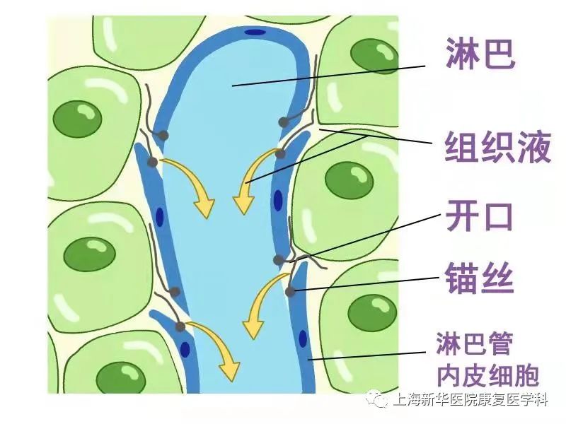 可以引流淋巴液,清除机体内的异物,细菌等,有效阻止经淋巴管进入的微