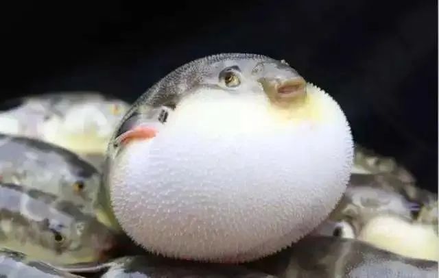 萌萌的它毒过氰化钾千百倍