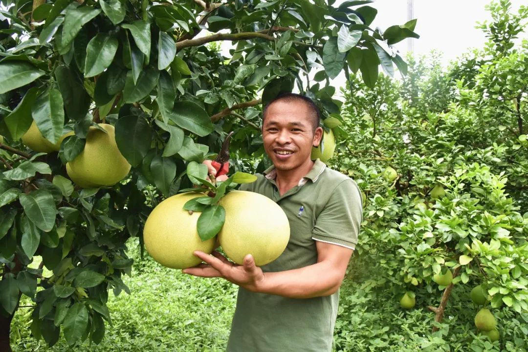 规模60多亩,2002年开始种植果柚,立阳果园位于汶朗镇汶朗村,69十分