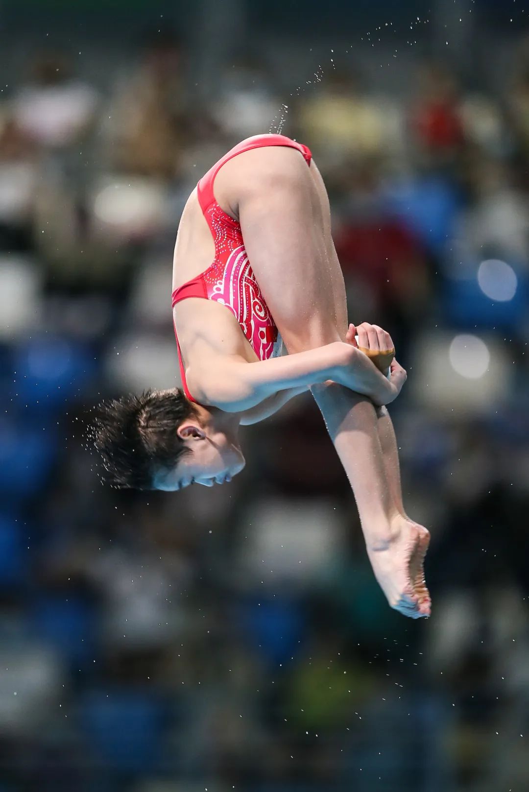 全红婵跳水运动员图片
