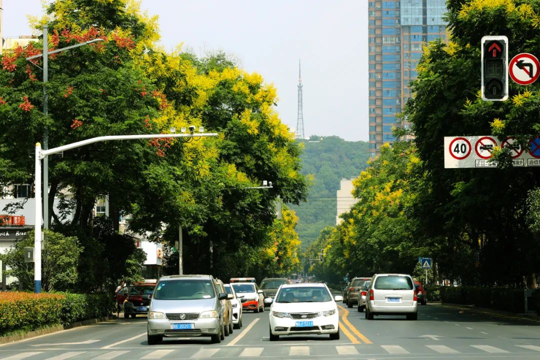 其实,马鞍山众多城市道路都有栾树,如景观大道太白大道的中间隔离带