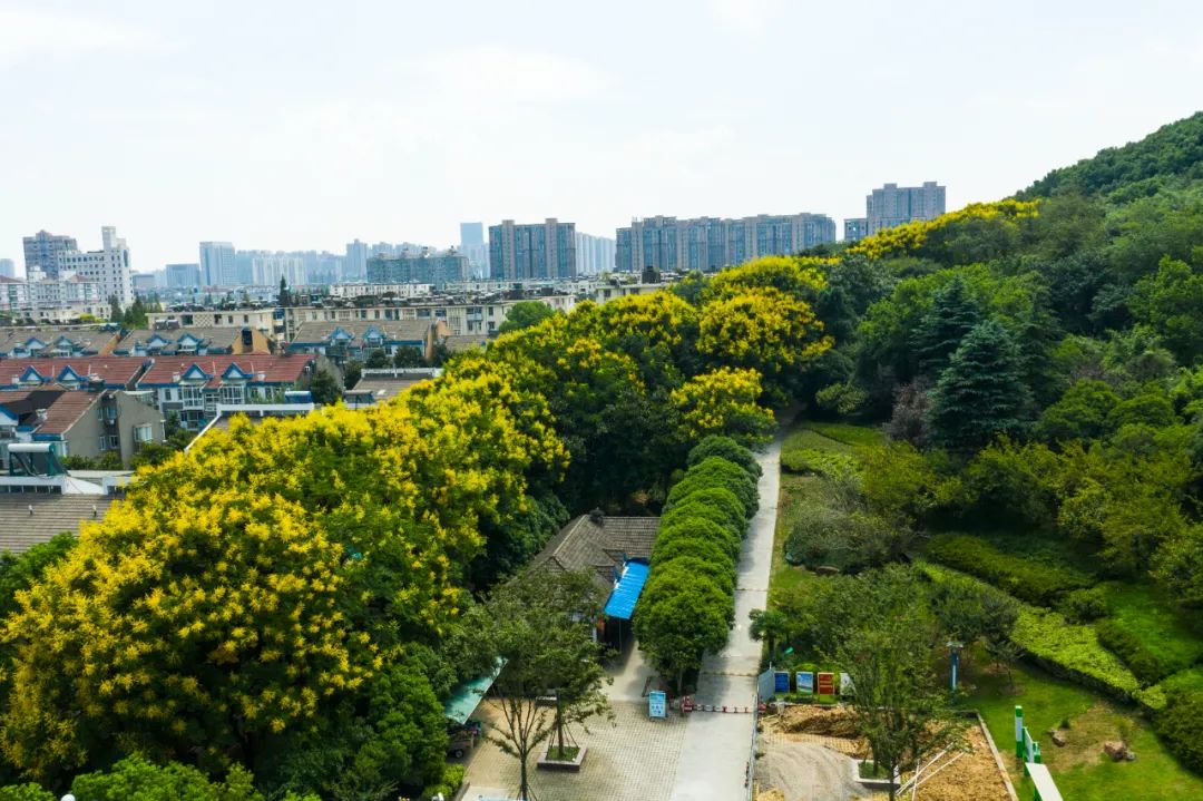 说到马鞍山的栾树,最绚丽的应数佳山路,道路两旁都是高大的栾树,这个
