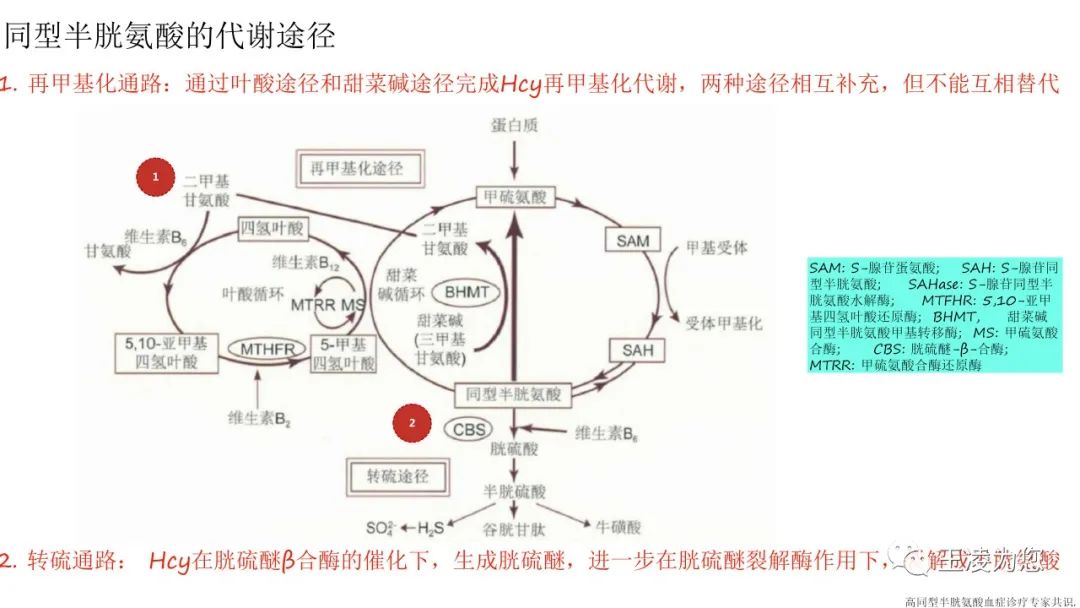 同型半胱氨酸hcy与复发性流产