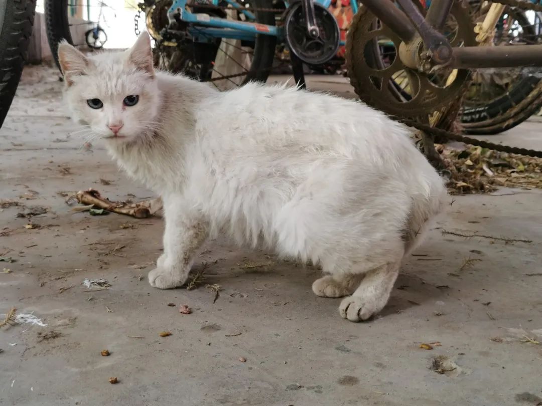 我和猫猫一起上大学，她还比我先毕业了