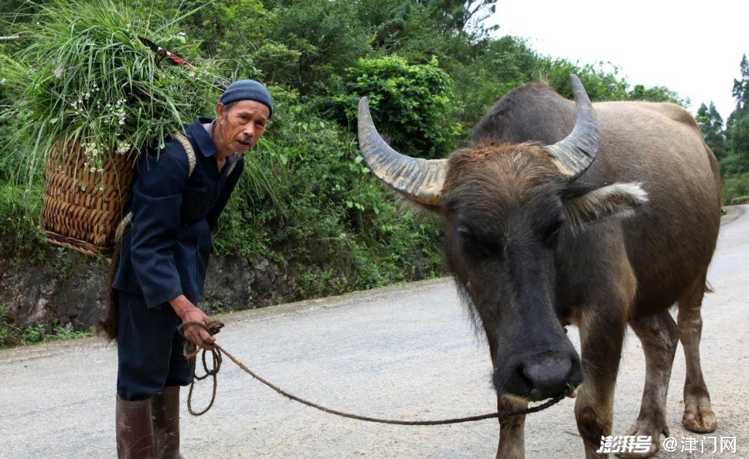孩子,凉山布拖路上和水田里的牛,贵州革家寨梯田里的耕牛,加鸠乡牛耕