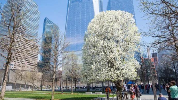 那棵在9·11恐袭中幸存下来的树，成为希望和坚韧的象征