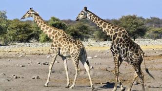 渐渐消失的长颈鹿，成了被人们忽视的濒危动物