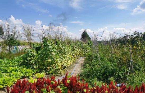 黑龙江日报龙头新闻奋斗村小菜园变身增收园