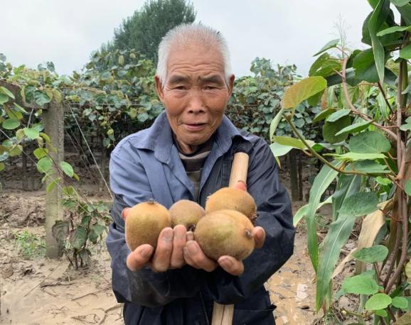 痛心八旬老农含泪紧急求助900万斤猕猴桃滞销99元箱包邮帮帮我们吧
