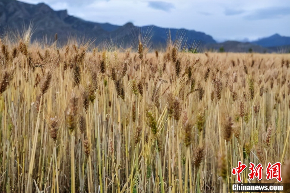 金秋時節,拉薩河谷一帶青稞成熟,呈現豐收美景.