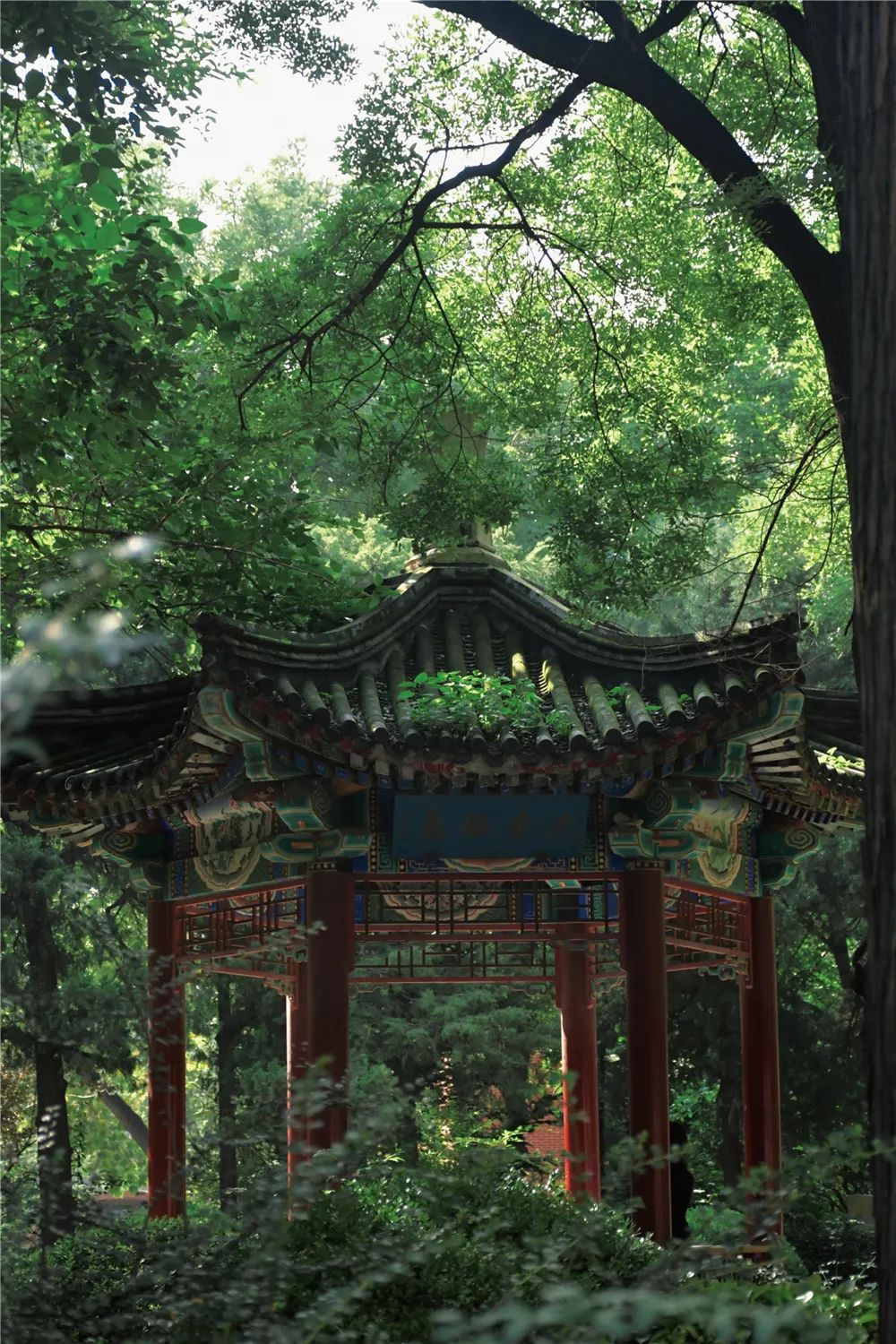 记在心里 定格在相册里想把每一抹动人的色彩漫步在秋意渐浓的校园每
