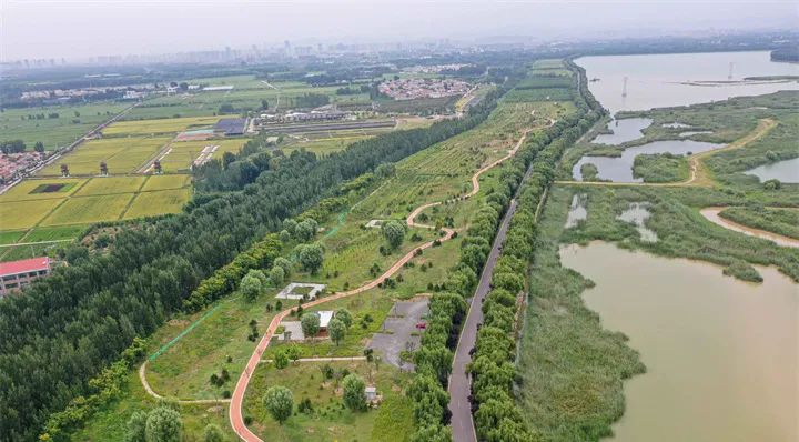 济南黄河生态草坪基地图片