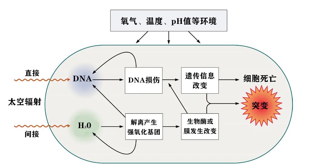 太空中的微生物：既是挑戰(zhàn)亦是機遇