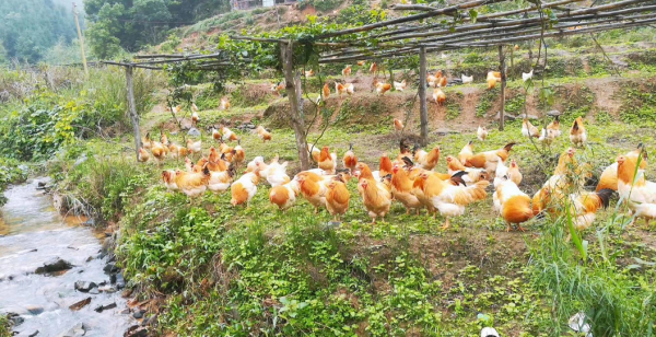 封开县大洲镇大和村佰秀家庭农场杏花鸡养殖基地.(黄瑛居 &nbsp;摄)