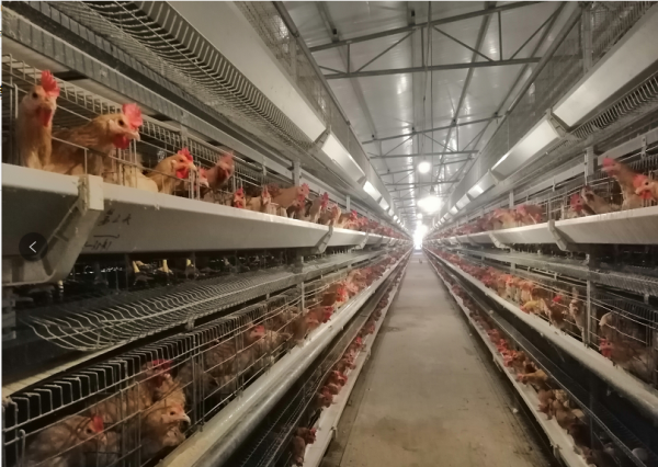 封开杏花鸡将亮相中央广电总台广东总站系列短视频跨粤