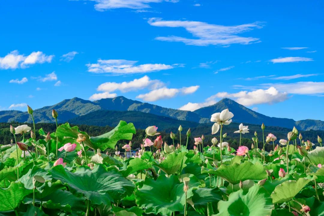 内有福利丨相约腾冲十里荷花体验不一样的秋日风情