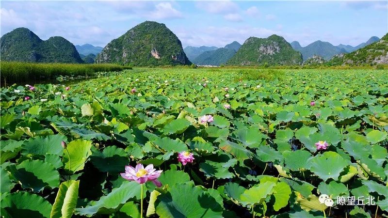 走进绿色文山丨普者黑擦亮喀斯特绿洲上的绿宝石