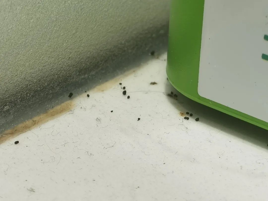 电话机有蟑螂影响声音(电话机有杂音哪里的故障)