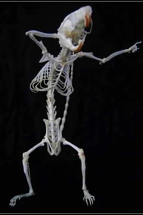 老鼠的骨架结构和人体相似,可以做出很多拟人化的姿态