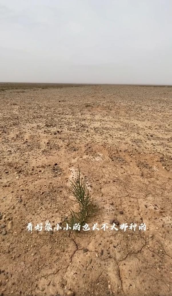 新疆西域圣果蚂蚁森林图片