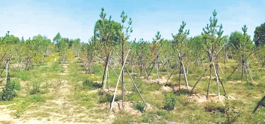 陕西定边:检察公益林补植复绿受损生态