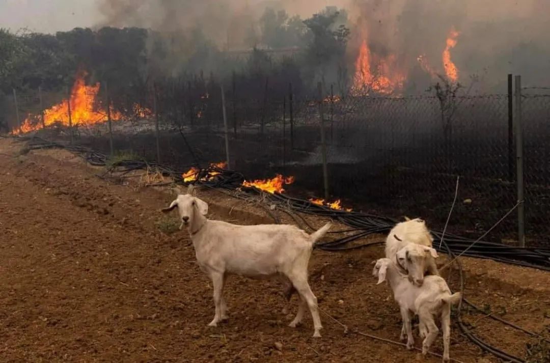 世界山火在酝酿末日恐惧