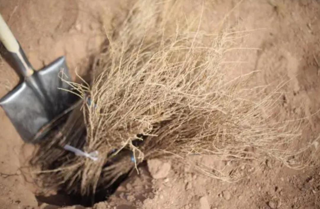 起早贪黑偷能量换的梭梭树,到底种没种?蚂蚁森林回应了