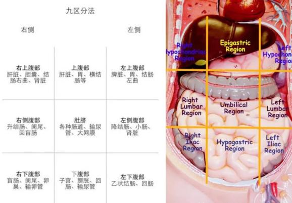腹部九分法对应器官图片