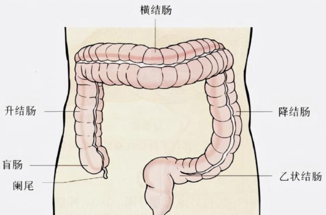 右侧大肠位置隐隐作痛图片