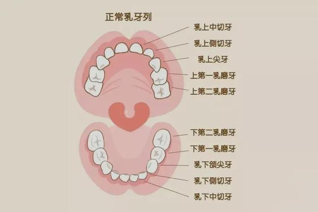 拔乳牙技巧图解图片