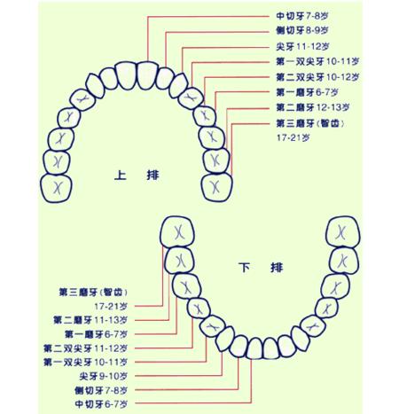 恒牙正常萌出顺序图图片