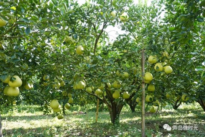 200袋种植面积:2亩电话:13988219223品种:水晶柚地址:弄岛镇弄麦村