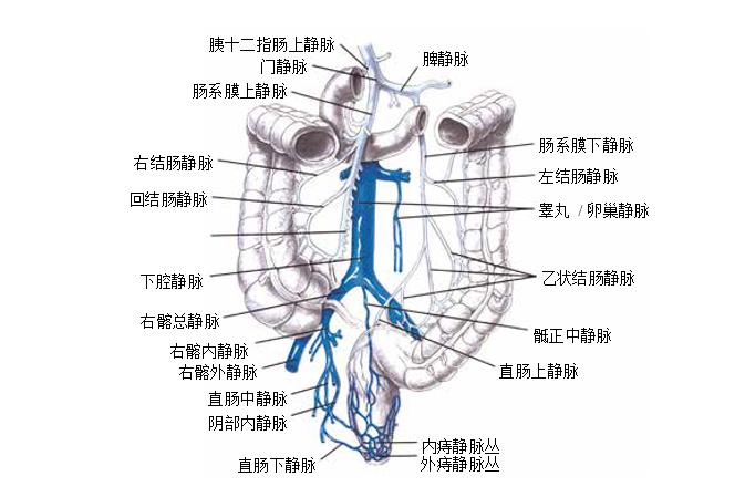 结肠,直肠和肛门的外科解剖——静脉回流,淋巴引流