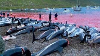 法罗群岛一次屠杀近1500头海豚，血水染红海岸