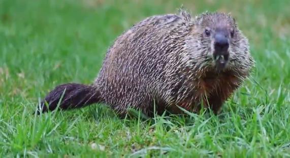 宁夏探索地下害鼠防治模式