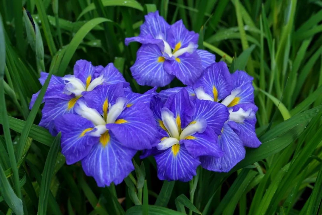 上海植物园7个花菖蒲新品种获国际新品种登录