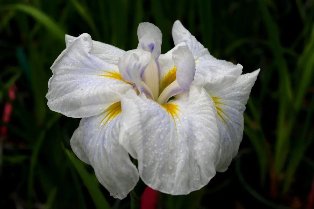 上海植物园7个花菖蒲新品种获国际新品种登录