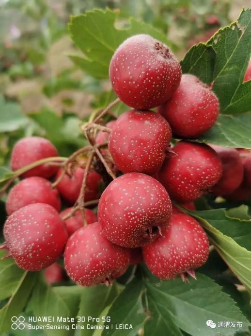 通渭常家河的山楂红了