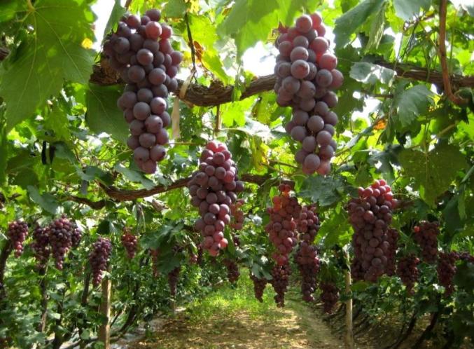 葡萄熟了我在乌海等你