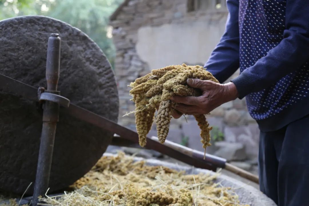 归家;雨后拉着碌碡压场,晴天排队碾谷子……这仿佛古代田园诗里的场景